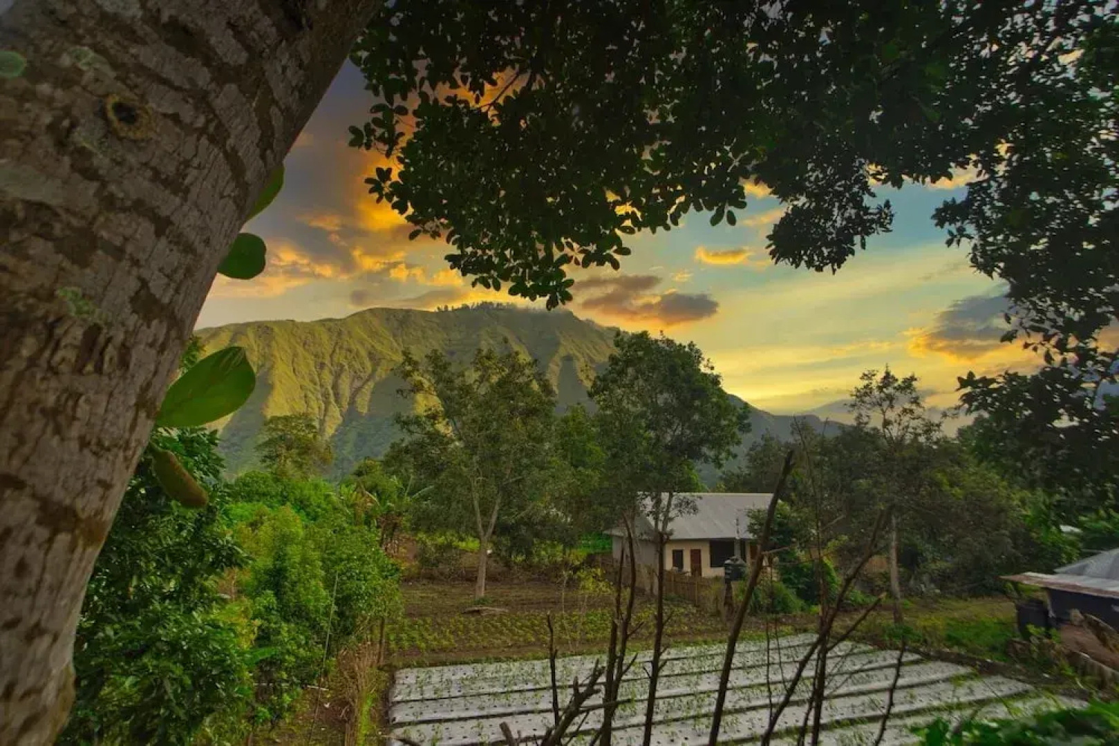 Tresno Sembalun Rinjani