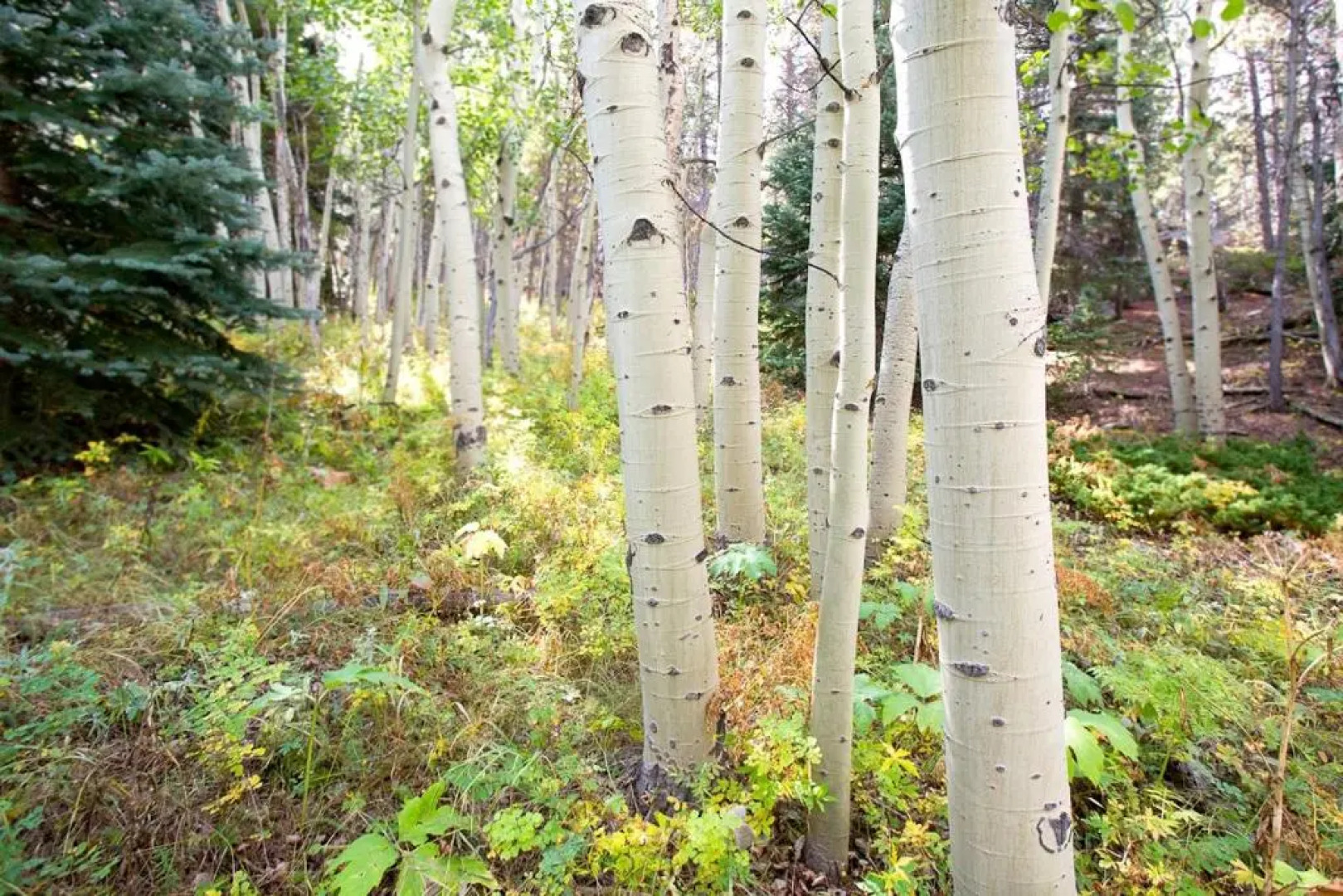 Blue Sky Mountain Ranch
