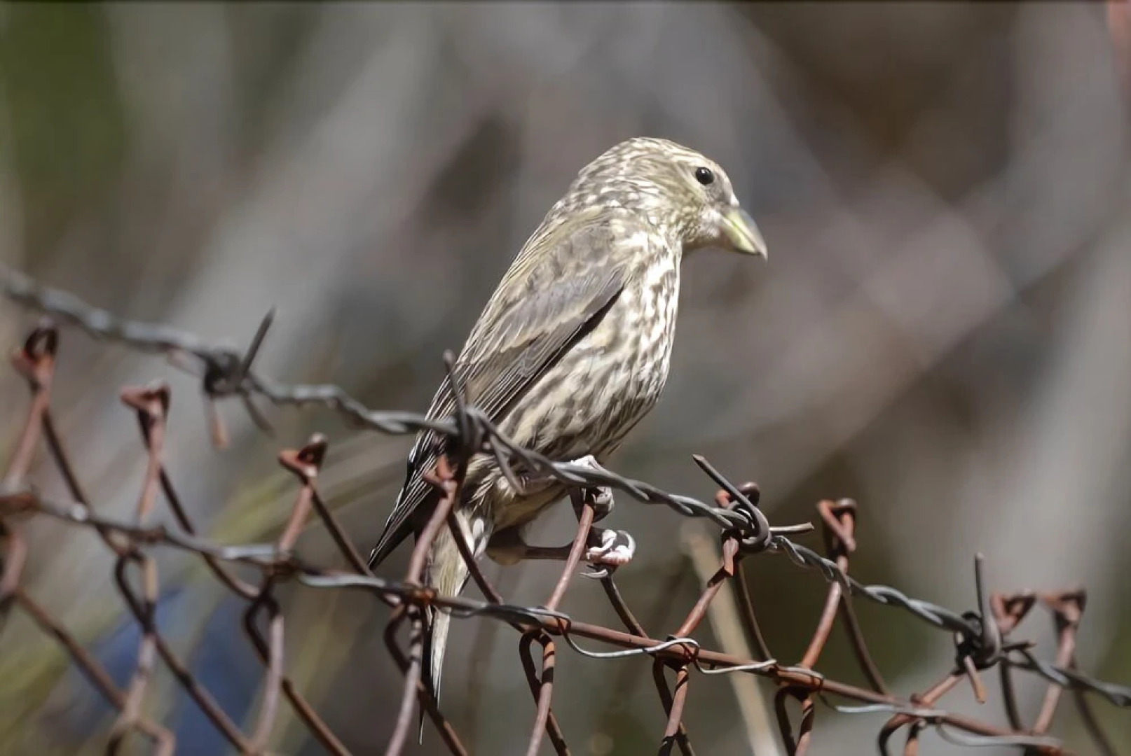 Hospedium Hostal Almanzor