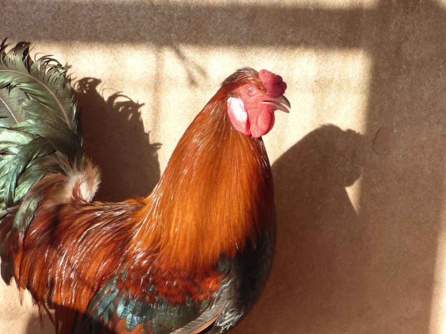 Cozy Cottage in Catalonia With Pool and Garden