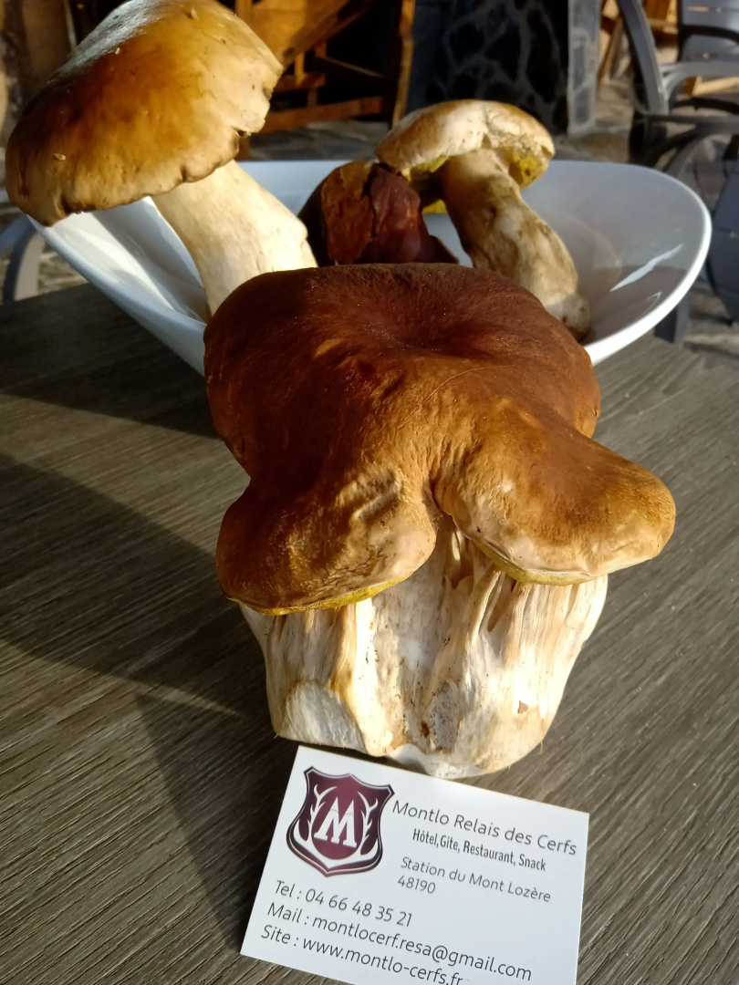Le Montlo