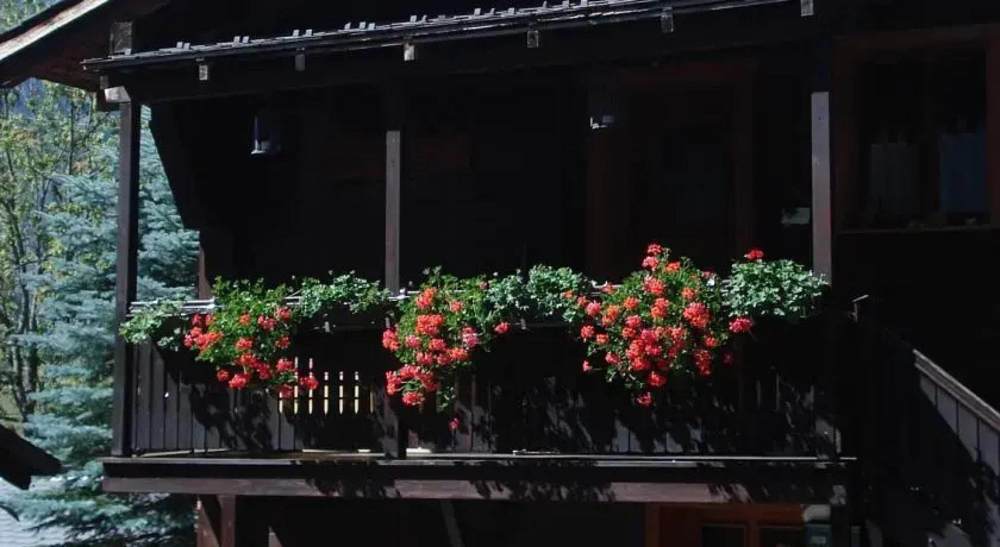 Marmotta di Montagne