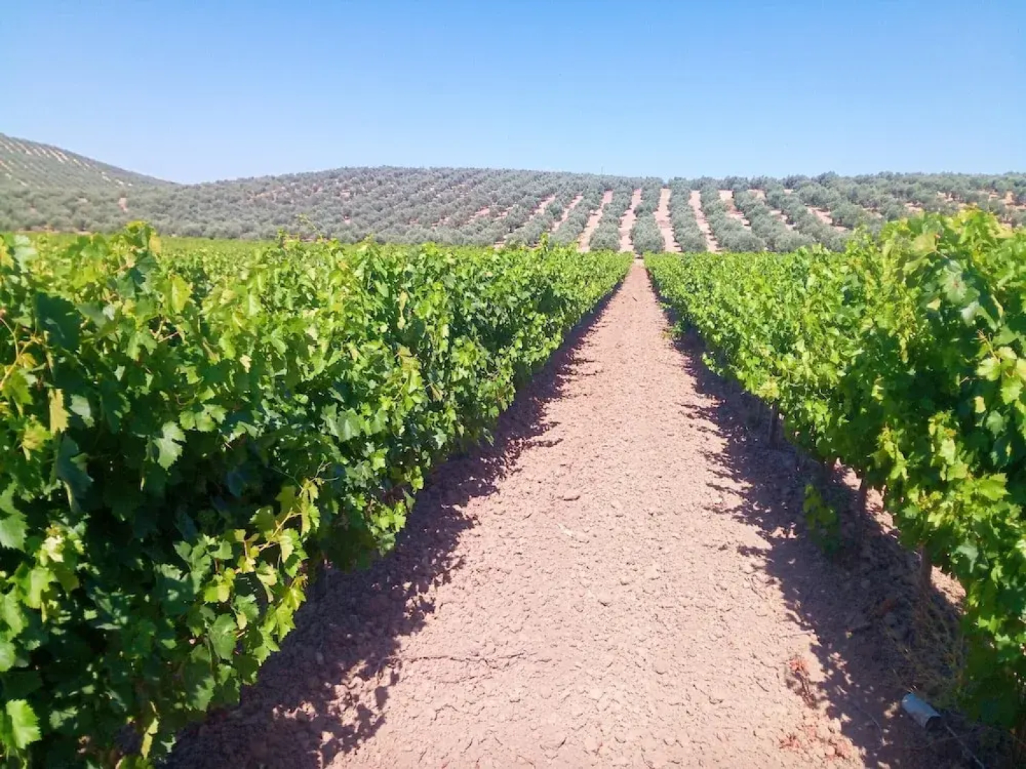 House With 4 Bedrooms in Montilla córdoba, With Wonderful Mountain View, Shared Pool, Enclosed Garden Near the Beach