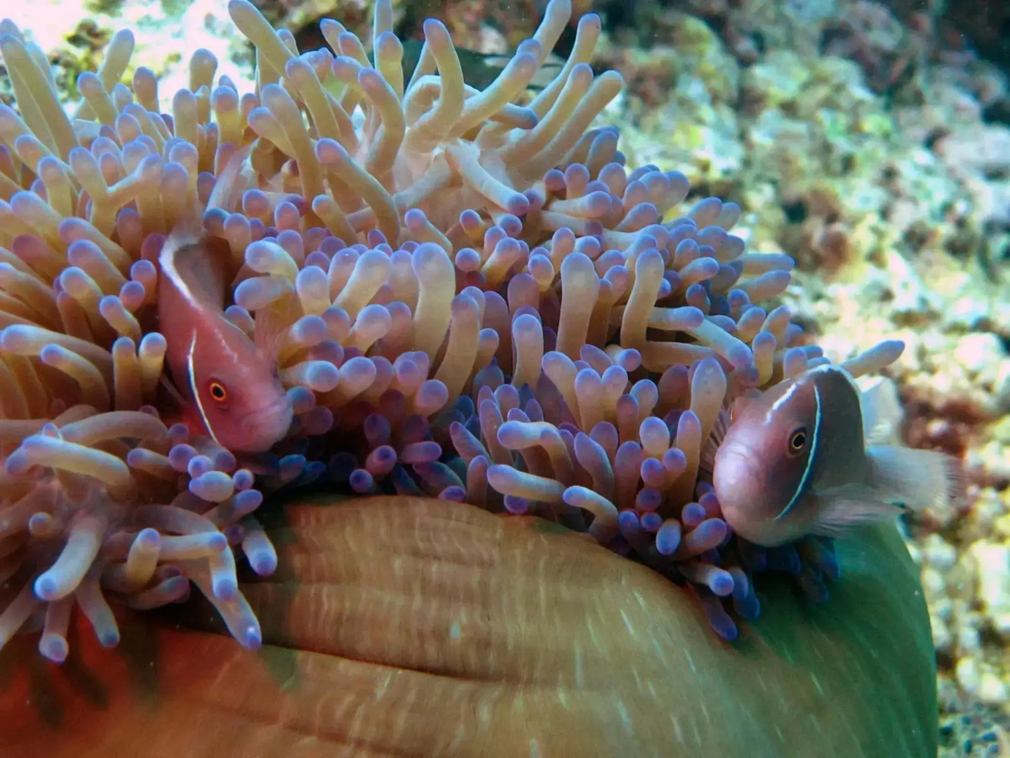 Sara Beachfront Boutique Resort