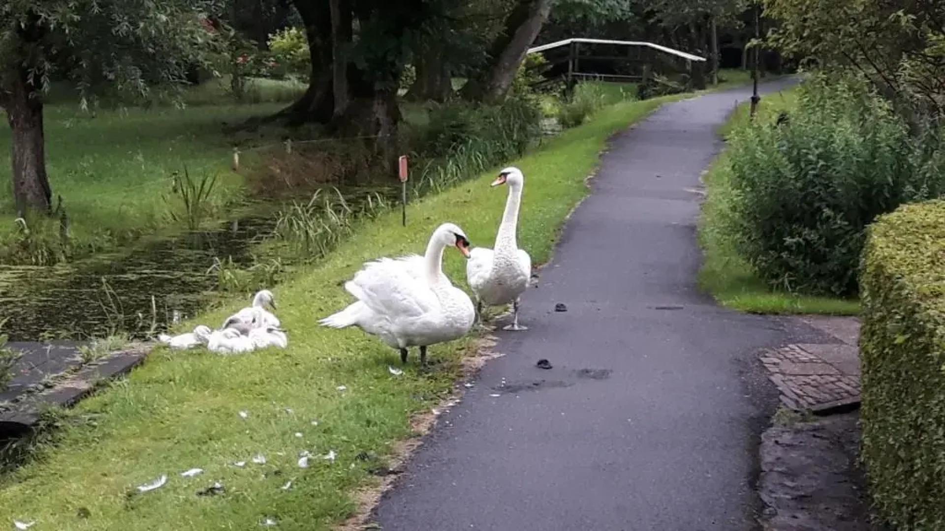 Farmhouse Lodge Giethoorn