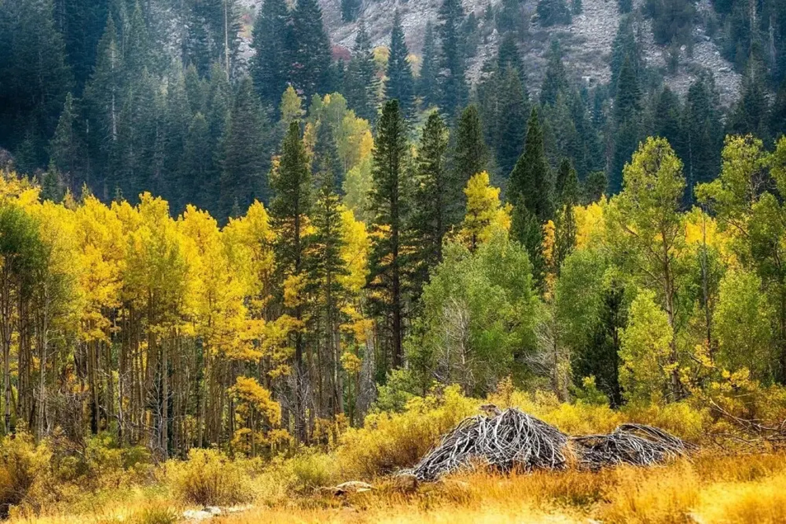 Yosemite Wonderland Chalet