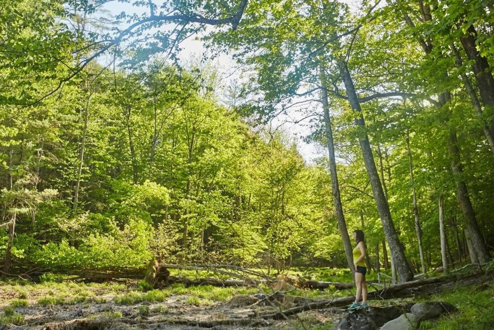 Tentrr - Little Bear