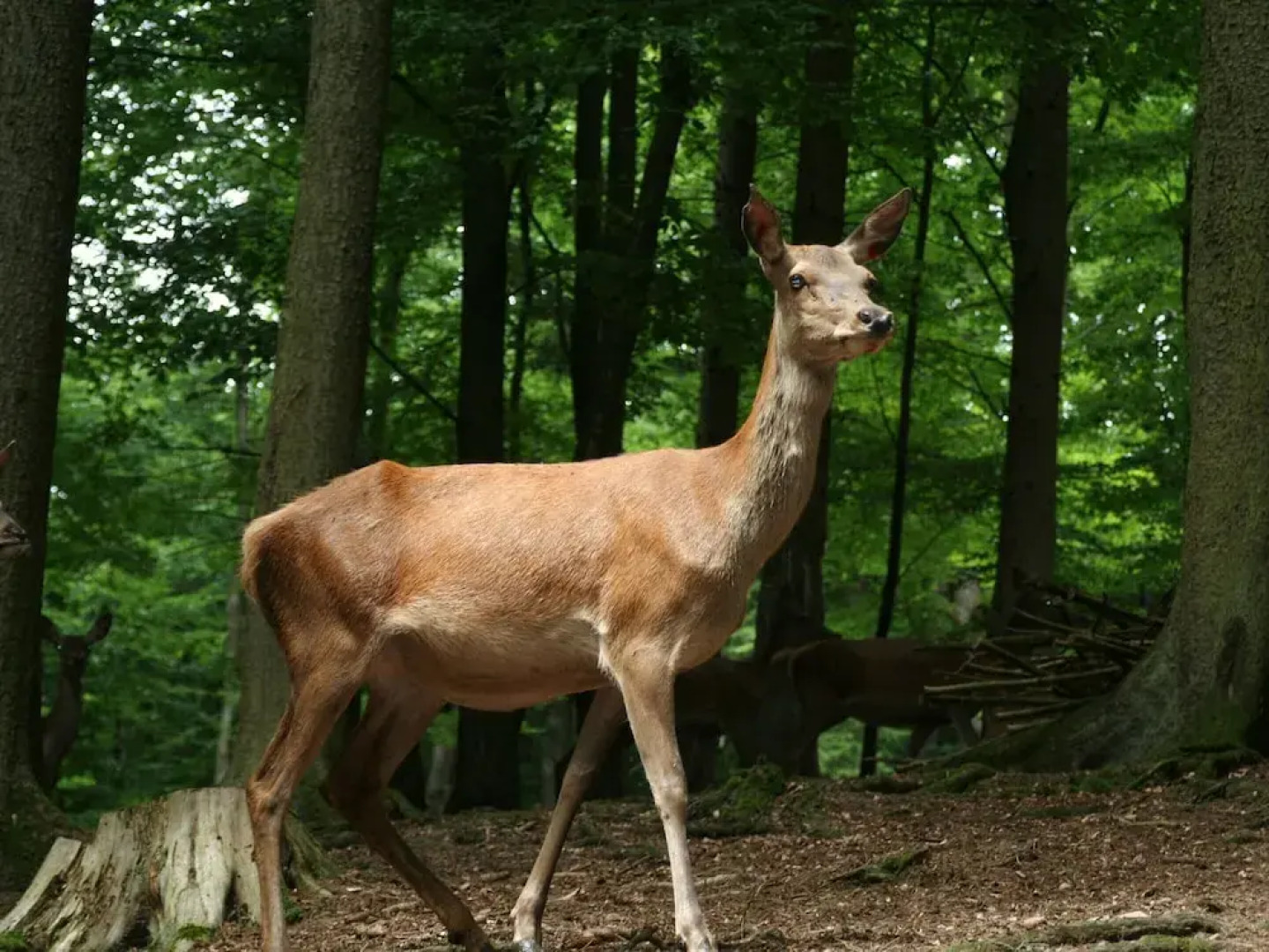 Tidy Holiday Home With Dishwasher, in a Green Area