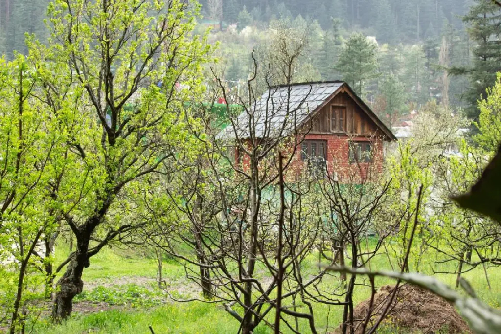 The Royal Orchard