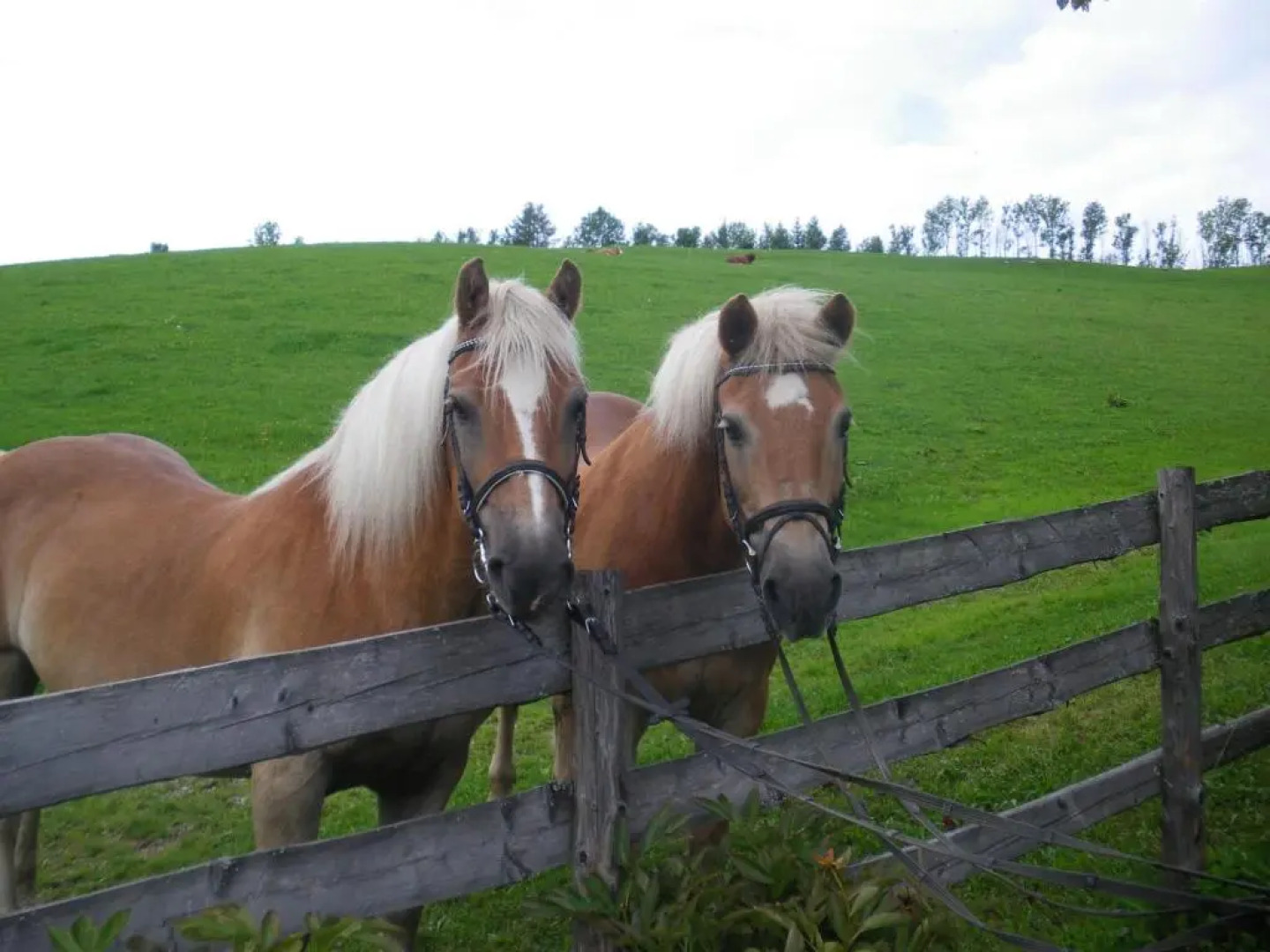BIO-Bauernhof Kurzeck