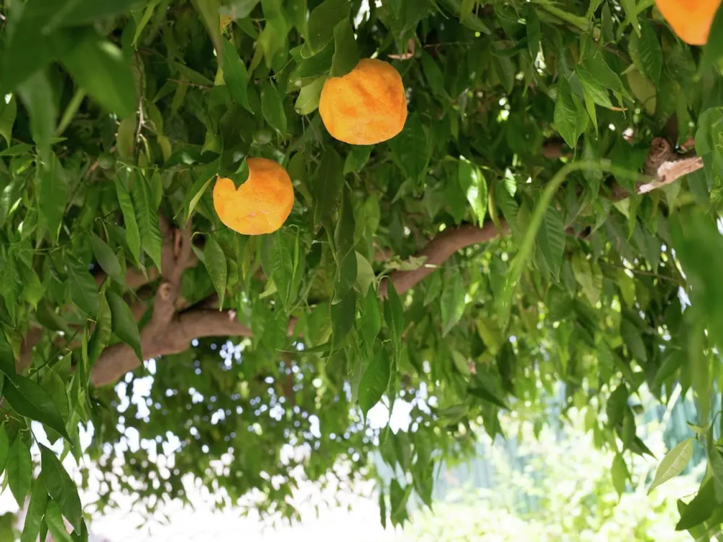 Holiday Home for two in Idyllic Garden With Saltwater Swimming Pool