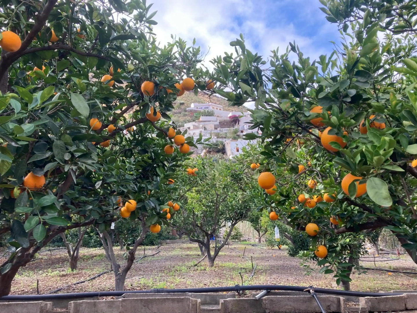 Casa Camino Tamadaba II (bottom home）