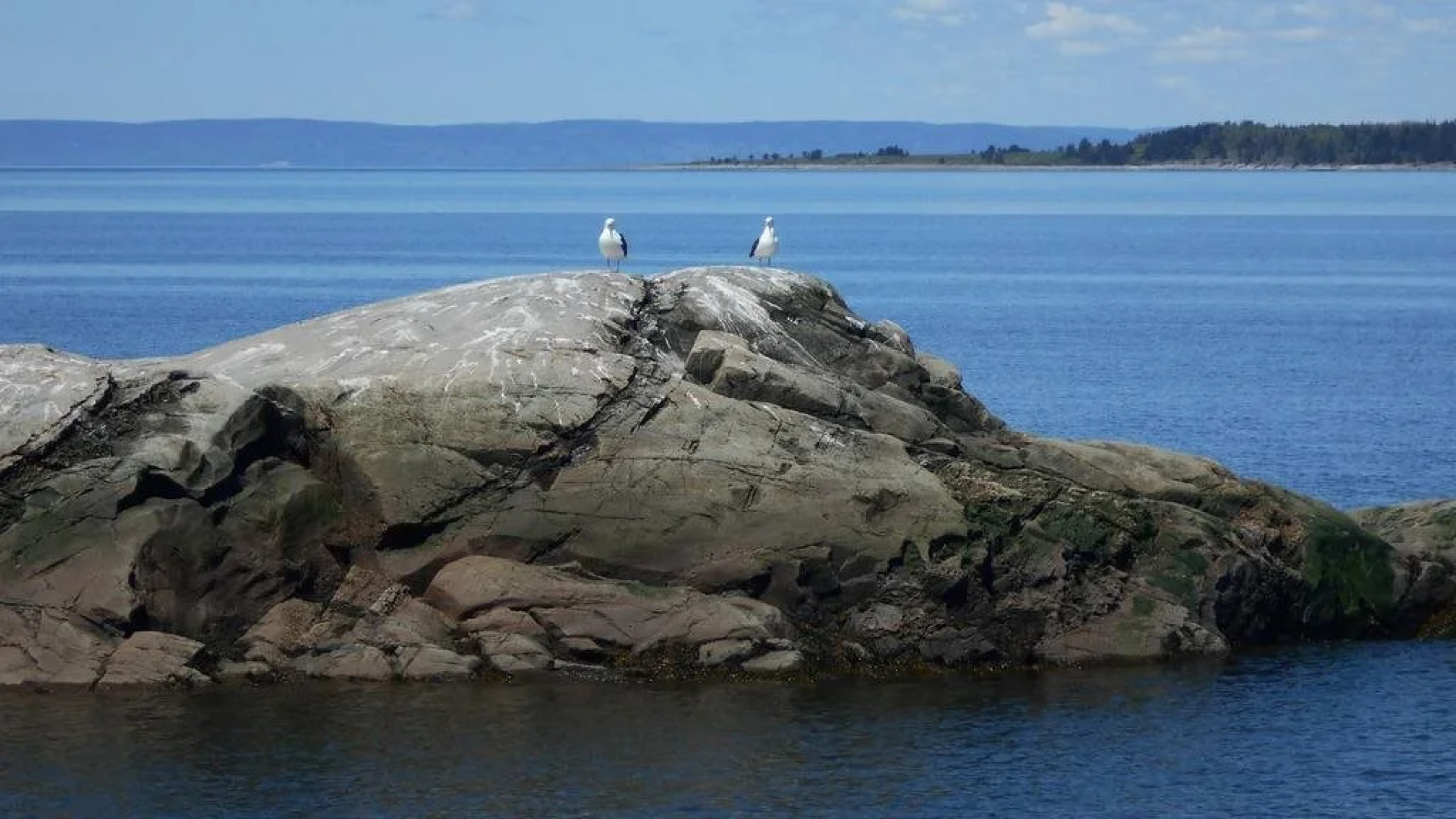 Gï¿½te Le Bouquet de marguerites
