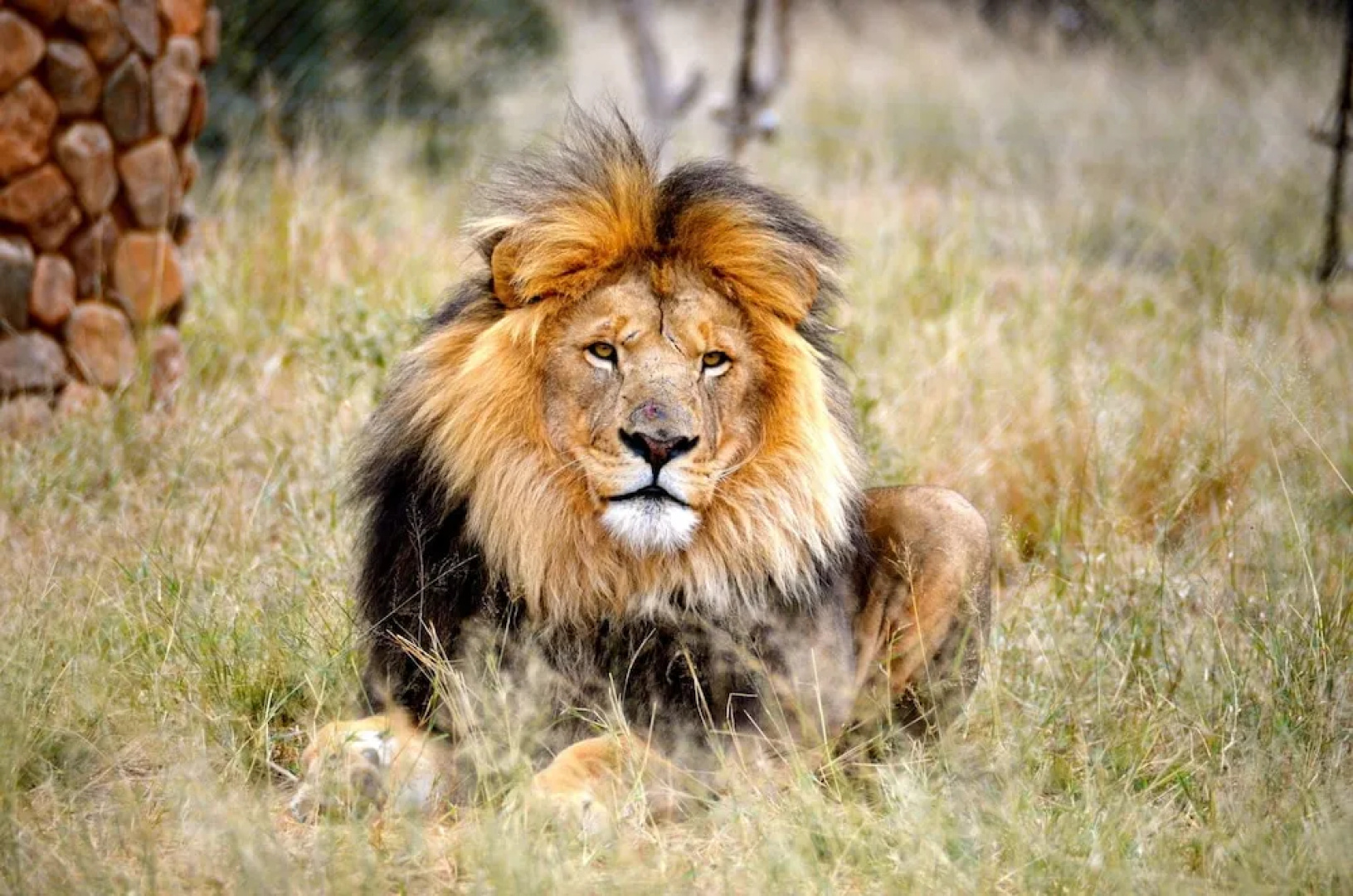 Ukutula Lion Lodge