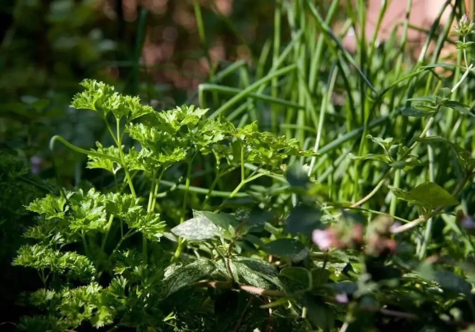 Hotel Altes Zollhaus