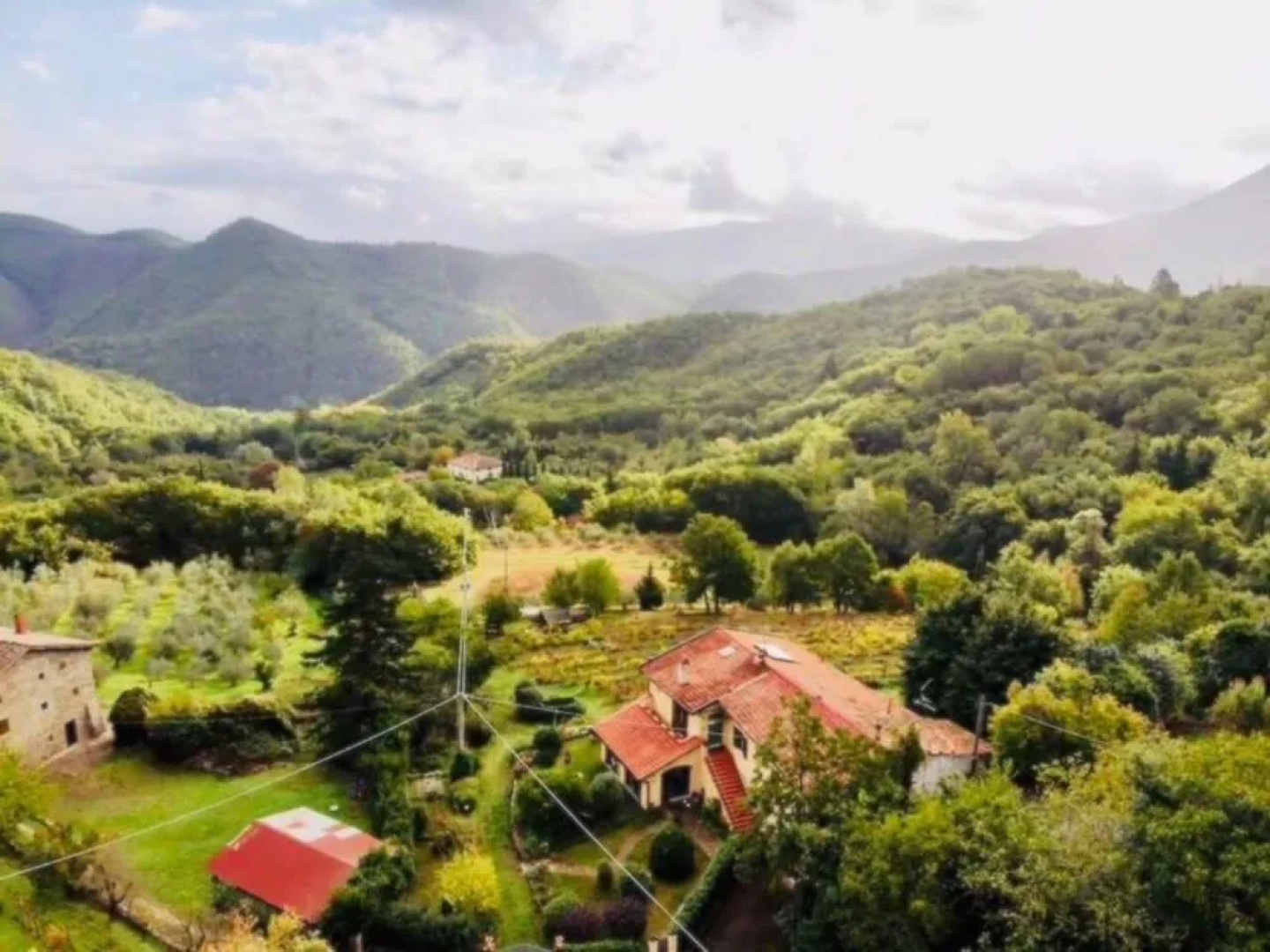 Villa Porcigliano Olive Grove