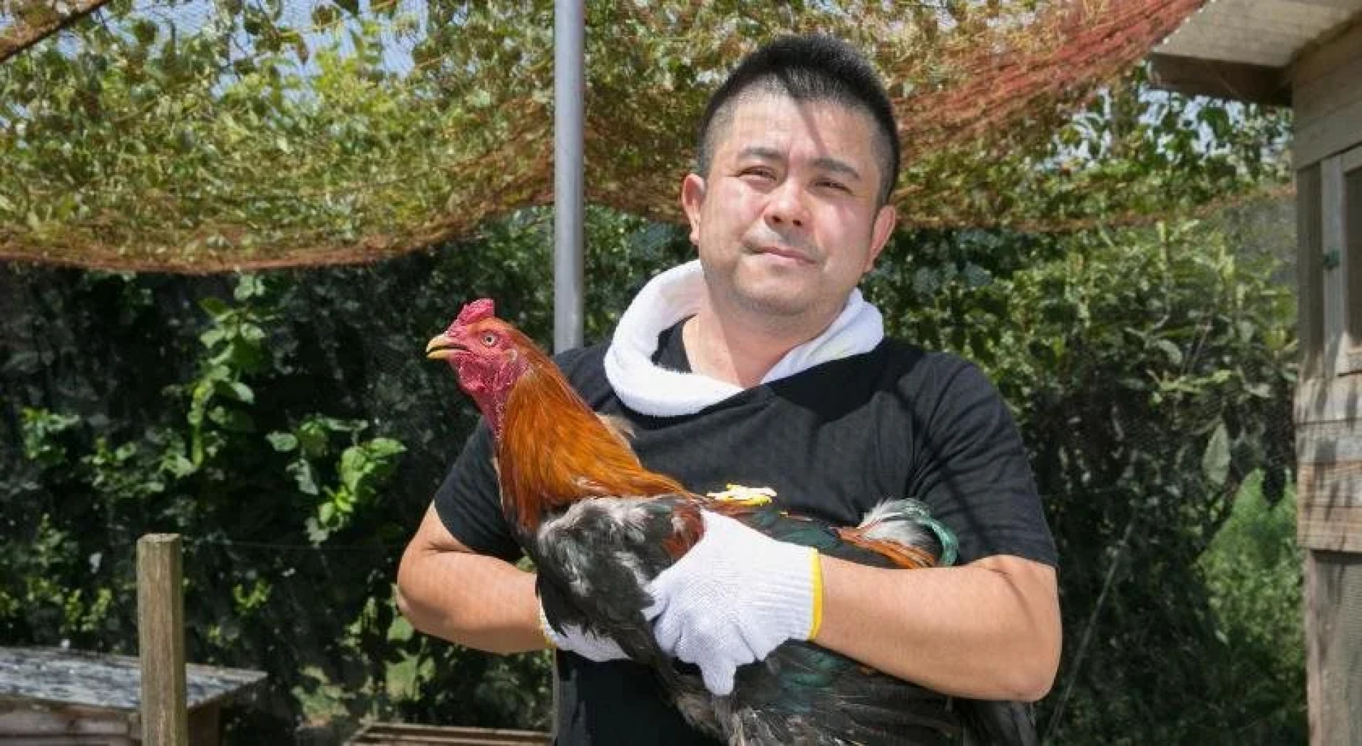 Sazareishi Takashima