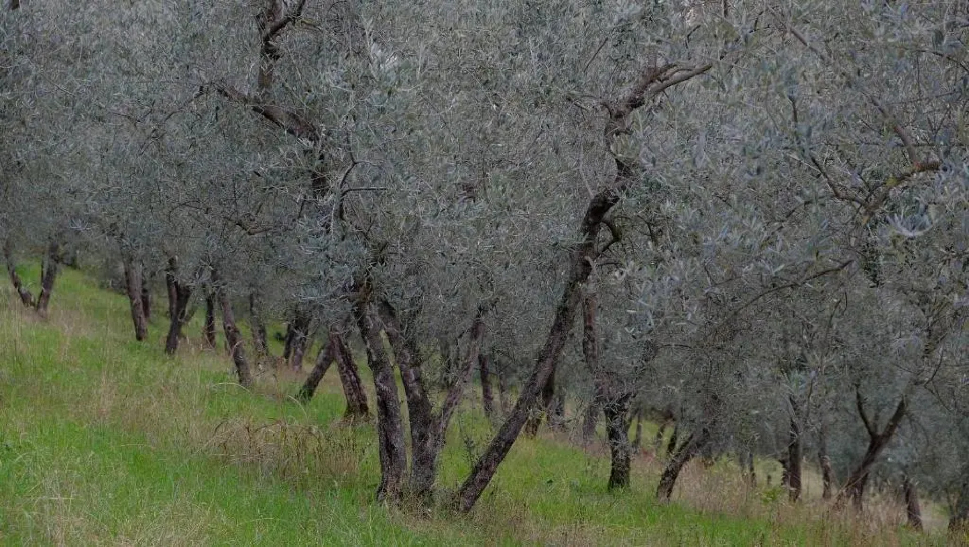 Agriturismo Il Casaletto