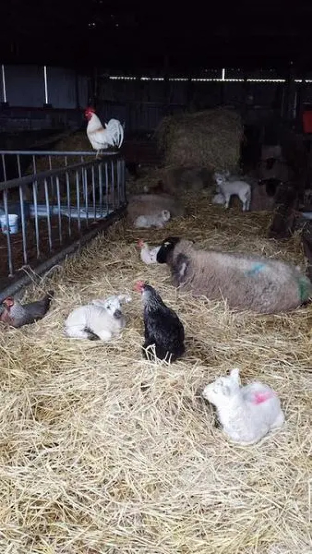 Valleylodge Farm Hostel