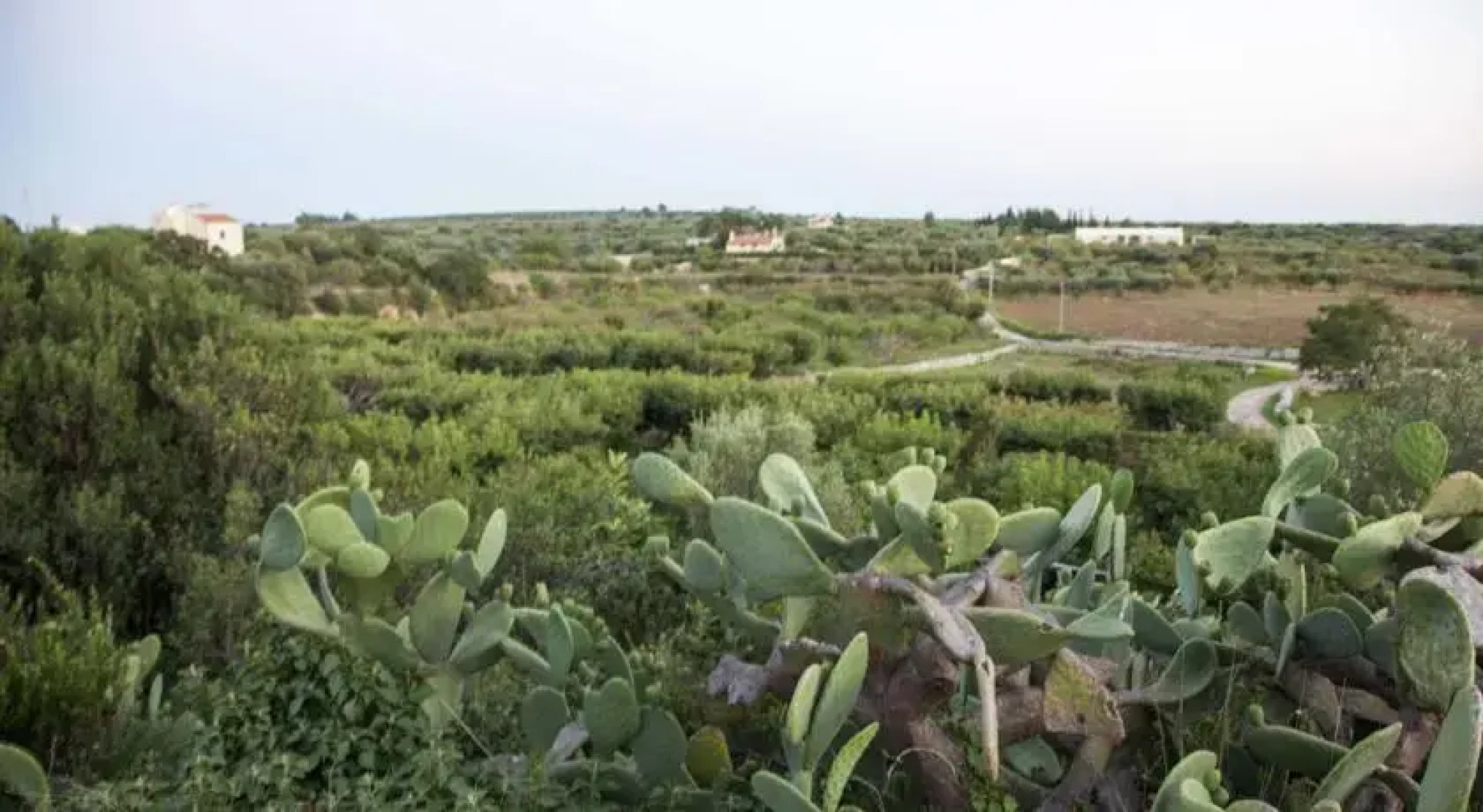 Casa Aloe Vera