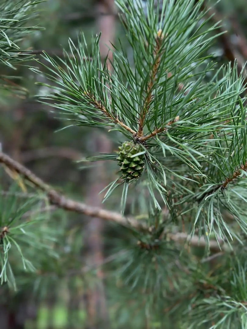 Сосновый рай