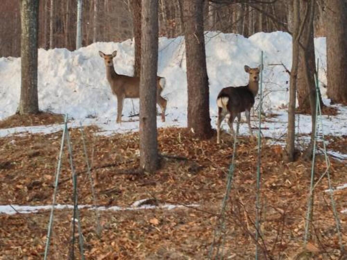 Petit Hotel of Log House Tombouctou