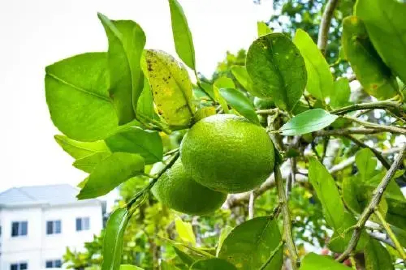 The Victoria Bed and Breakfast