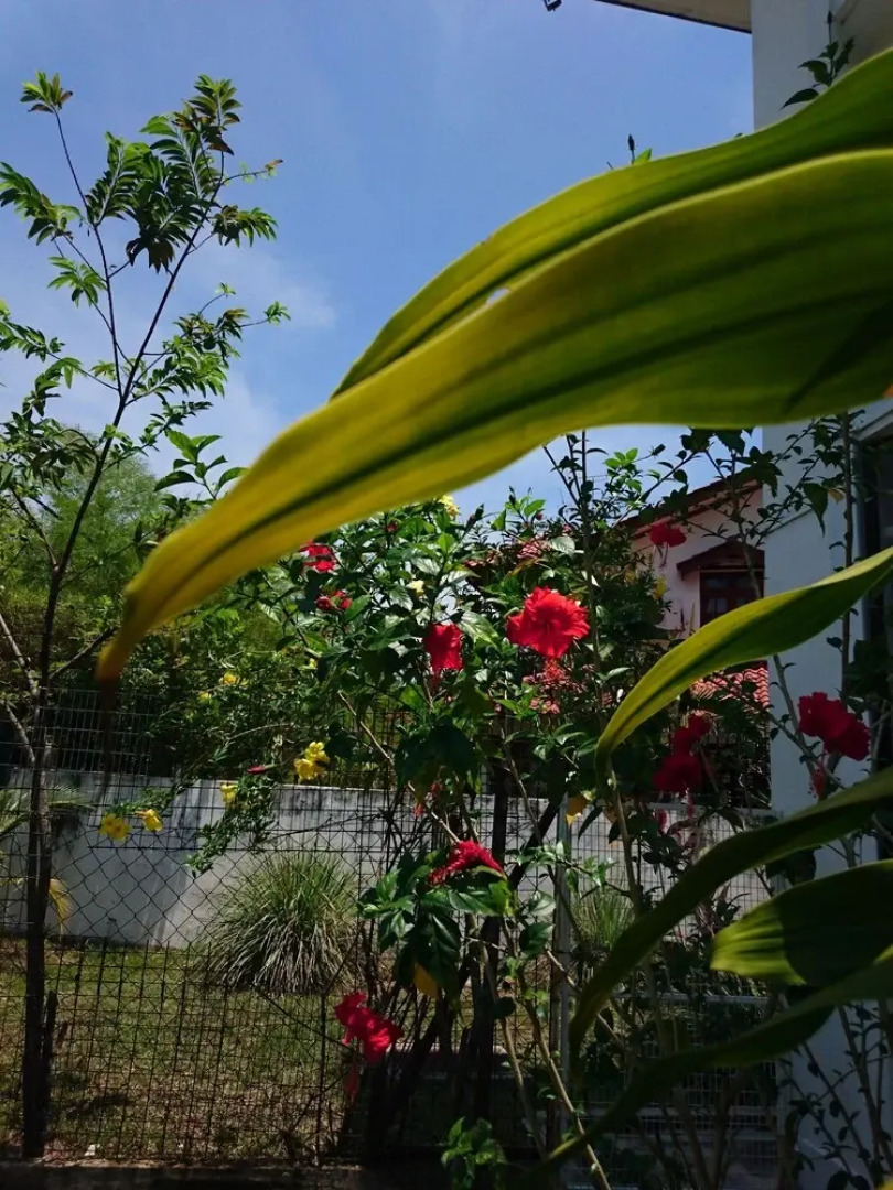 Sea Lion by the Beach