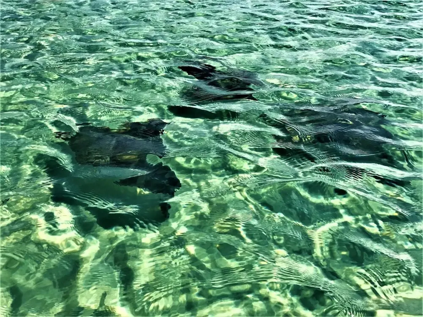 Tropic Winds Condominium