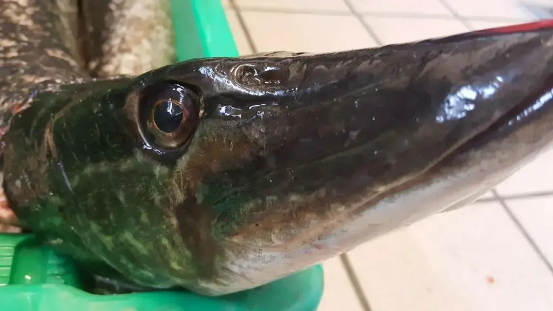 Gästehaus & Restaurant Seemannshus (Pension)