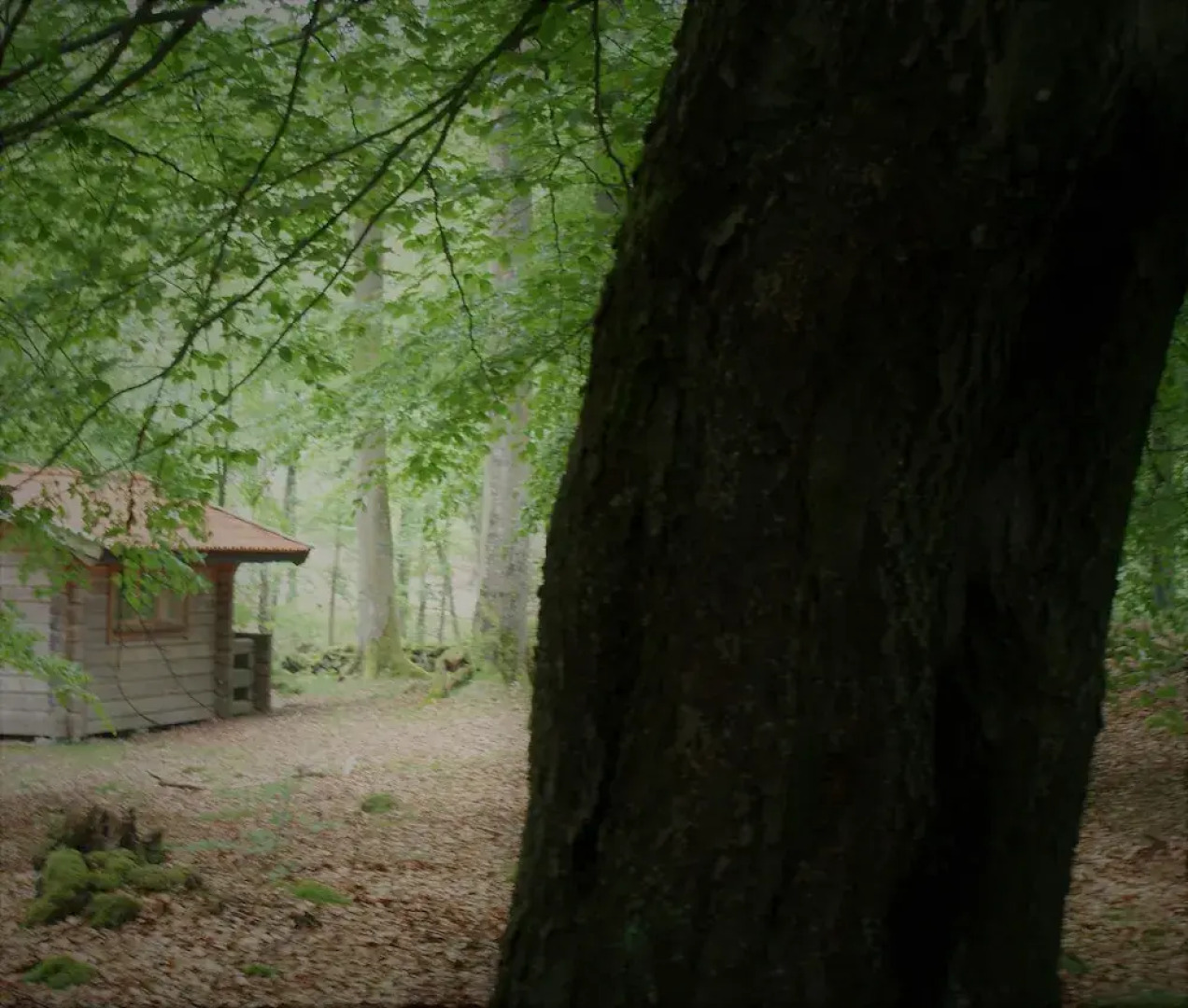 Bokebacken Forest Hotel