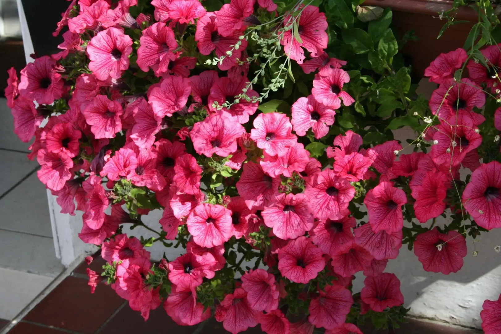 The Haldon Guest House