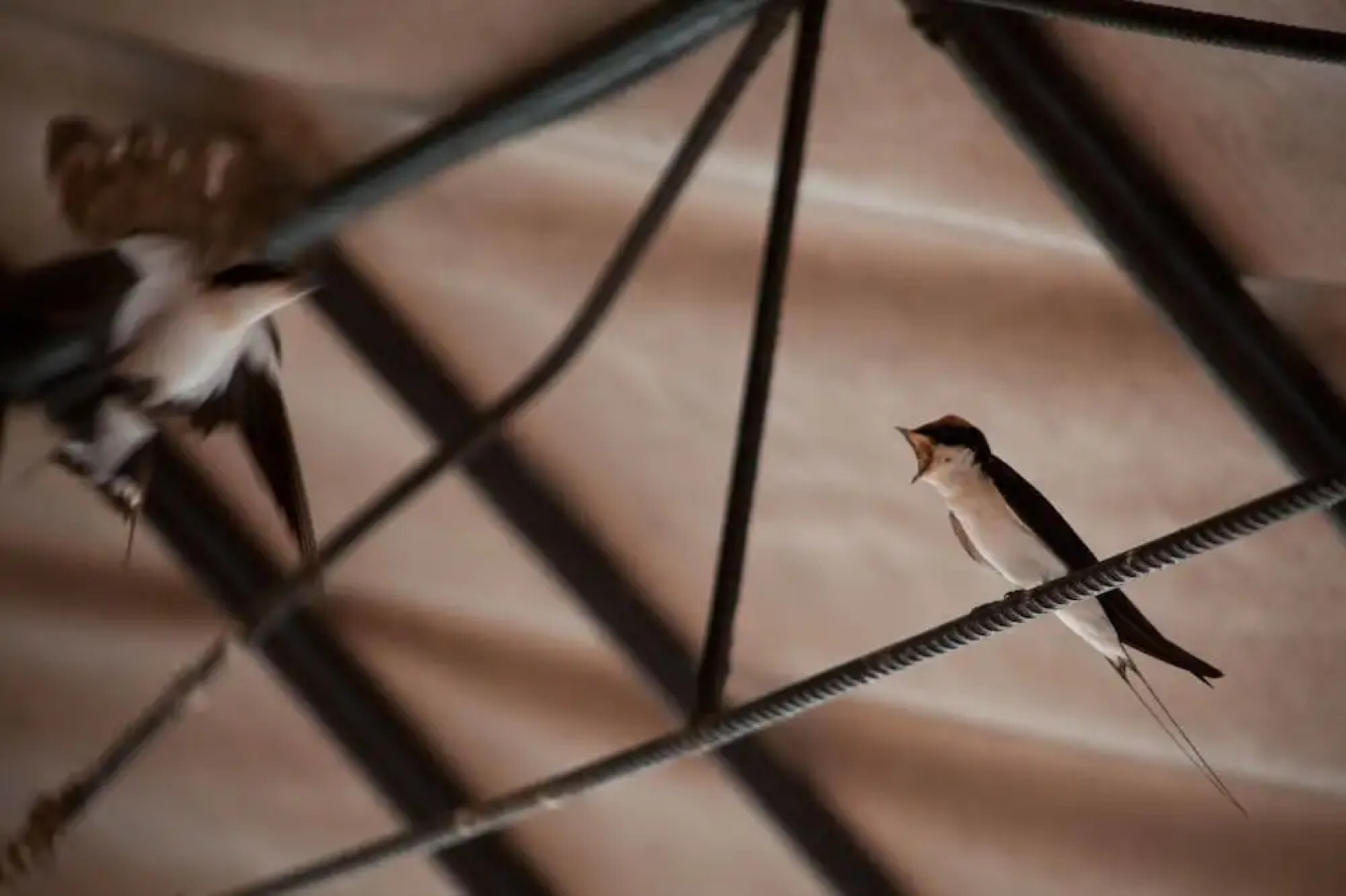 Taranga Safari Lodge