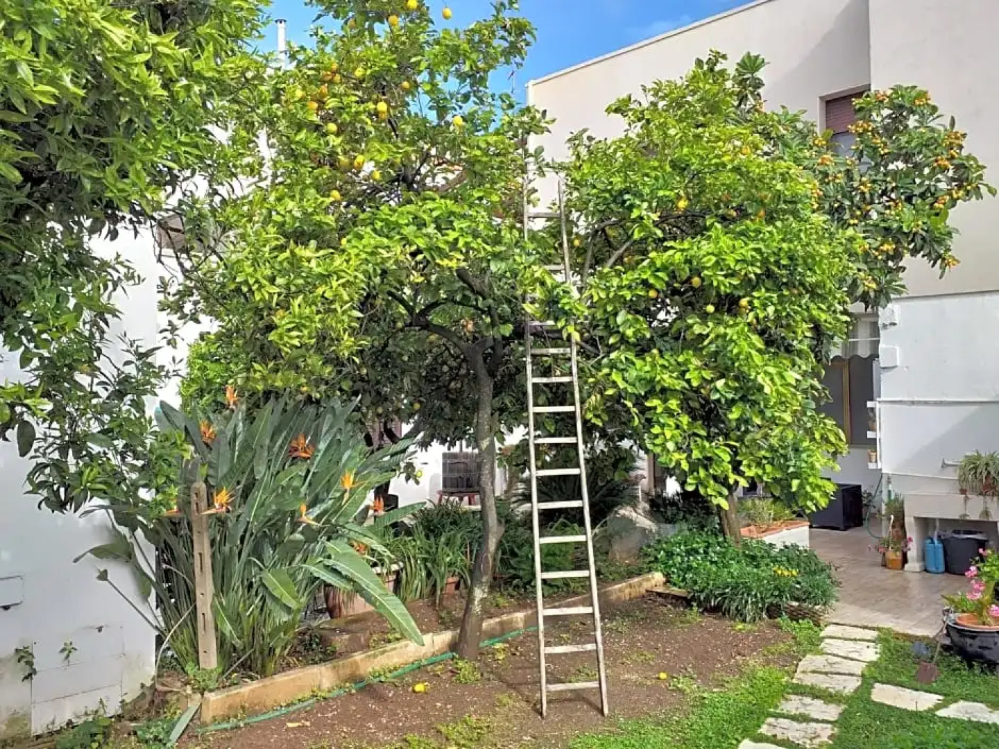 Citrus Garden