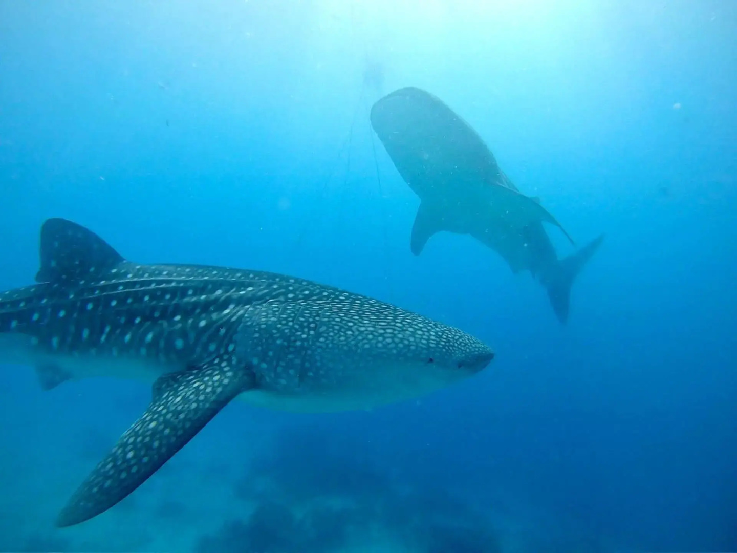 Southseas Beach Resort and Dive Center