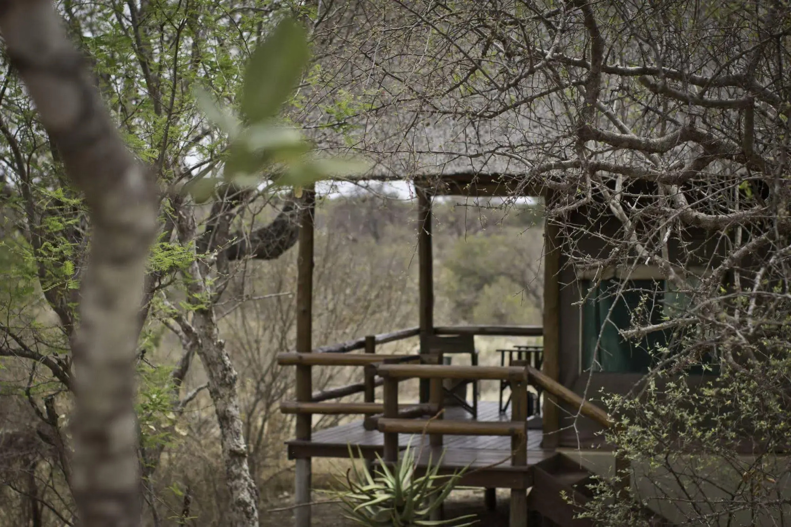 Sausage Tree Safari Camp