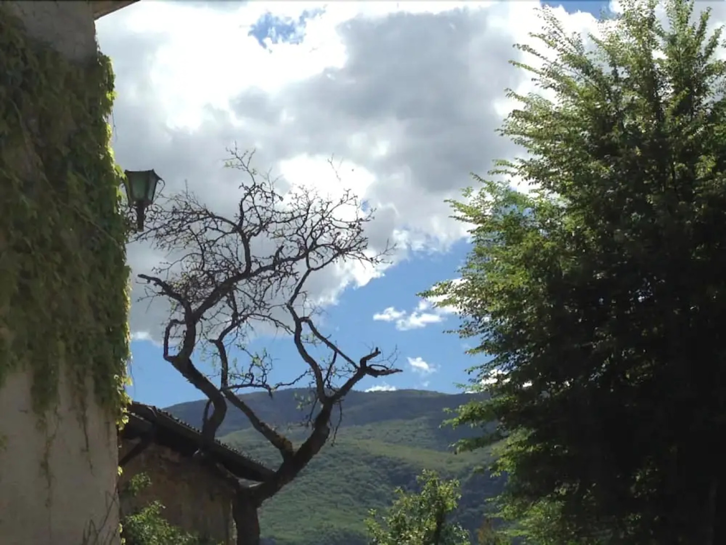 Alle Vecchie Querce - Le Rose