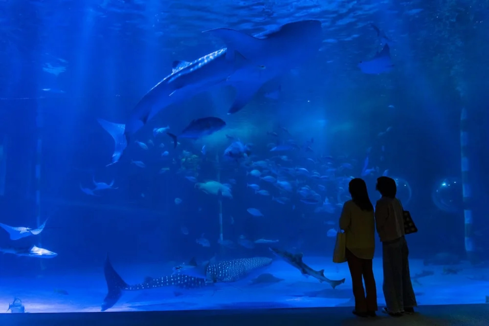 Shirasaginoyu notokaisyu