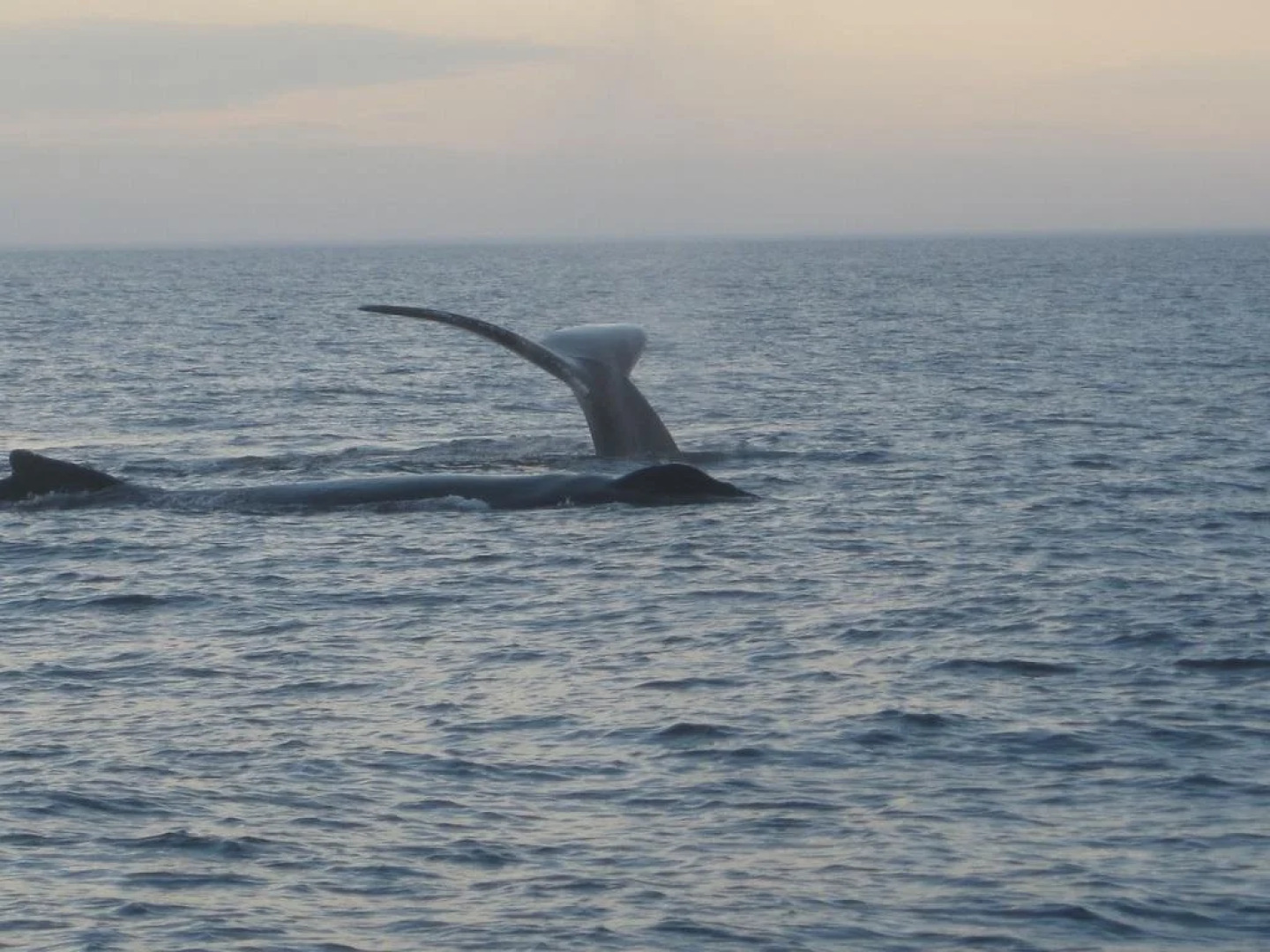 Grand Oak Manor Bed & Breakfast