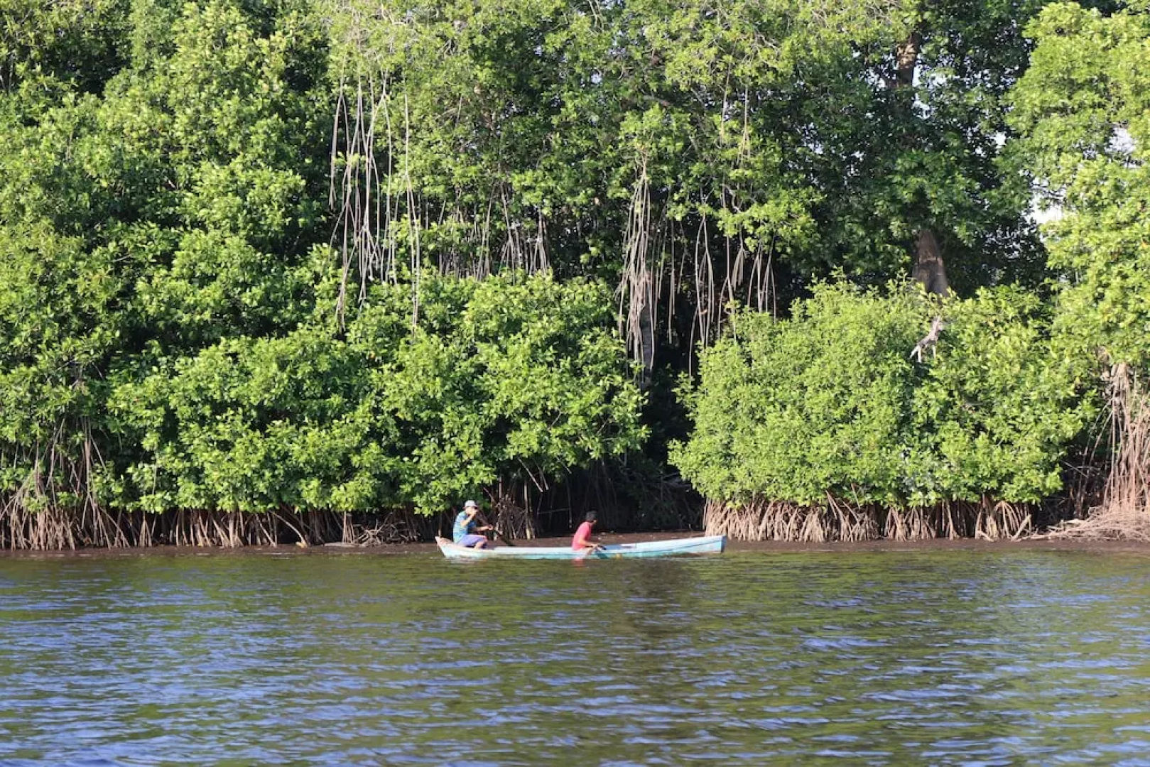 The Driftwood Surfer