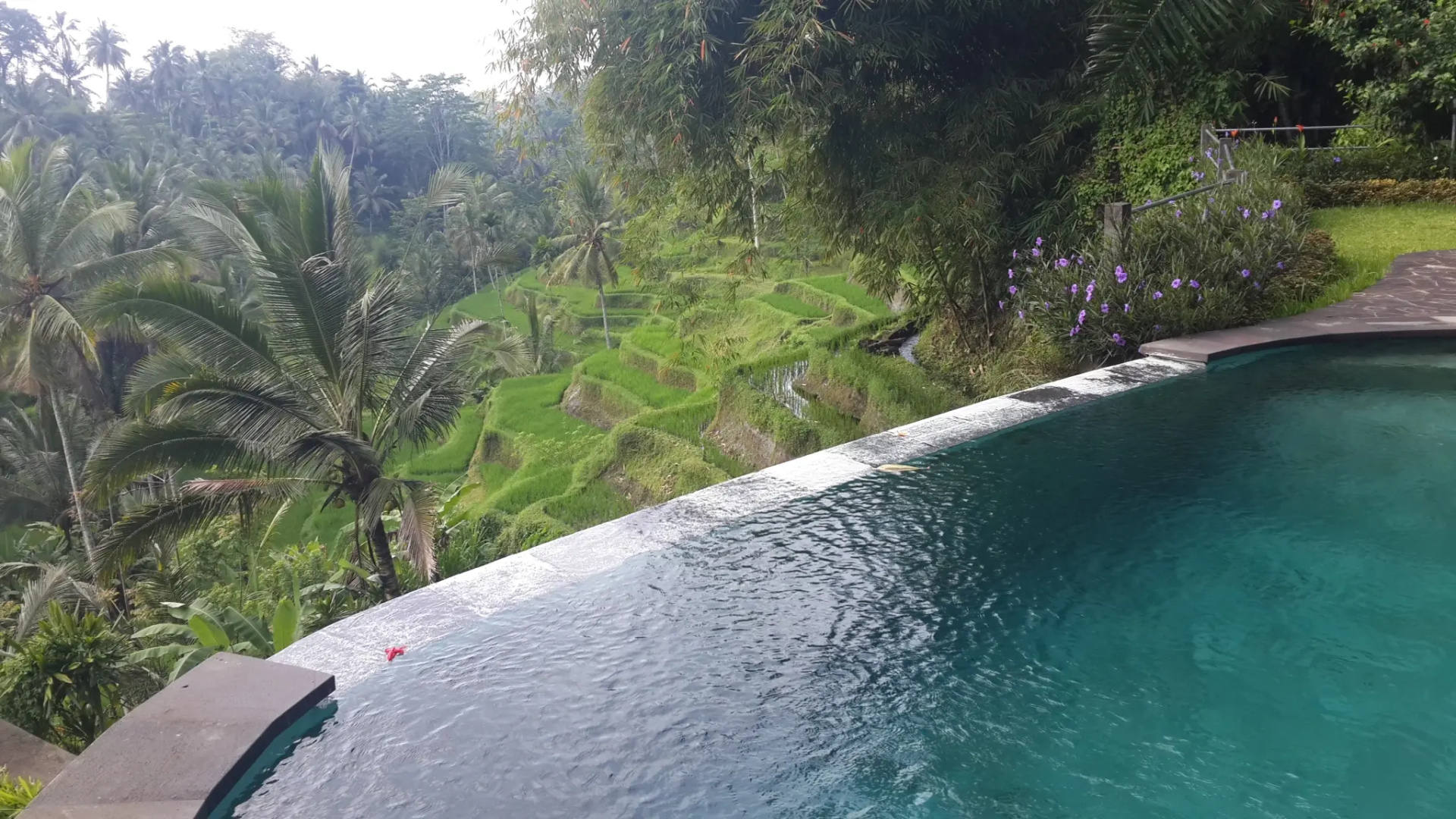 Wedang Villa