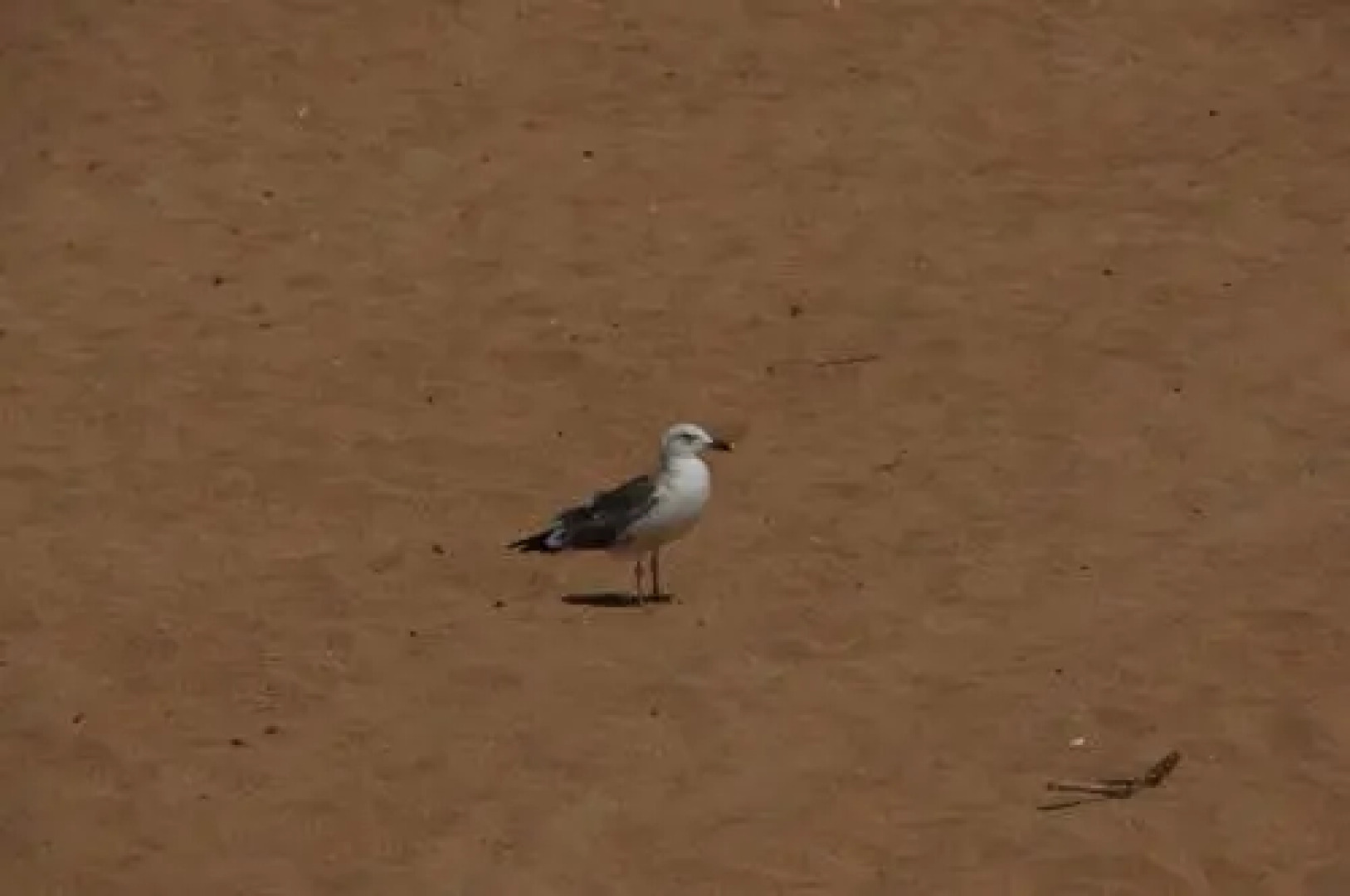 L'Araignée Gourmande