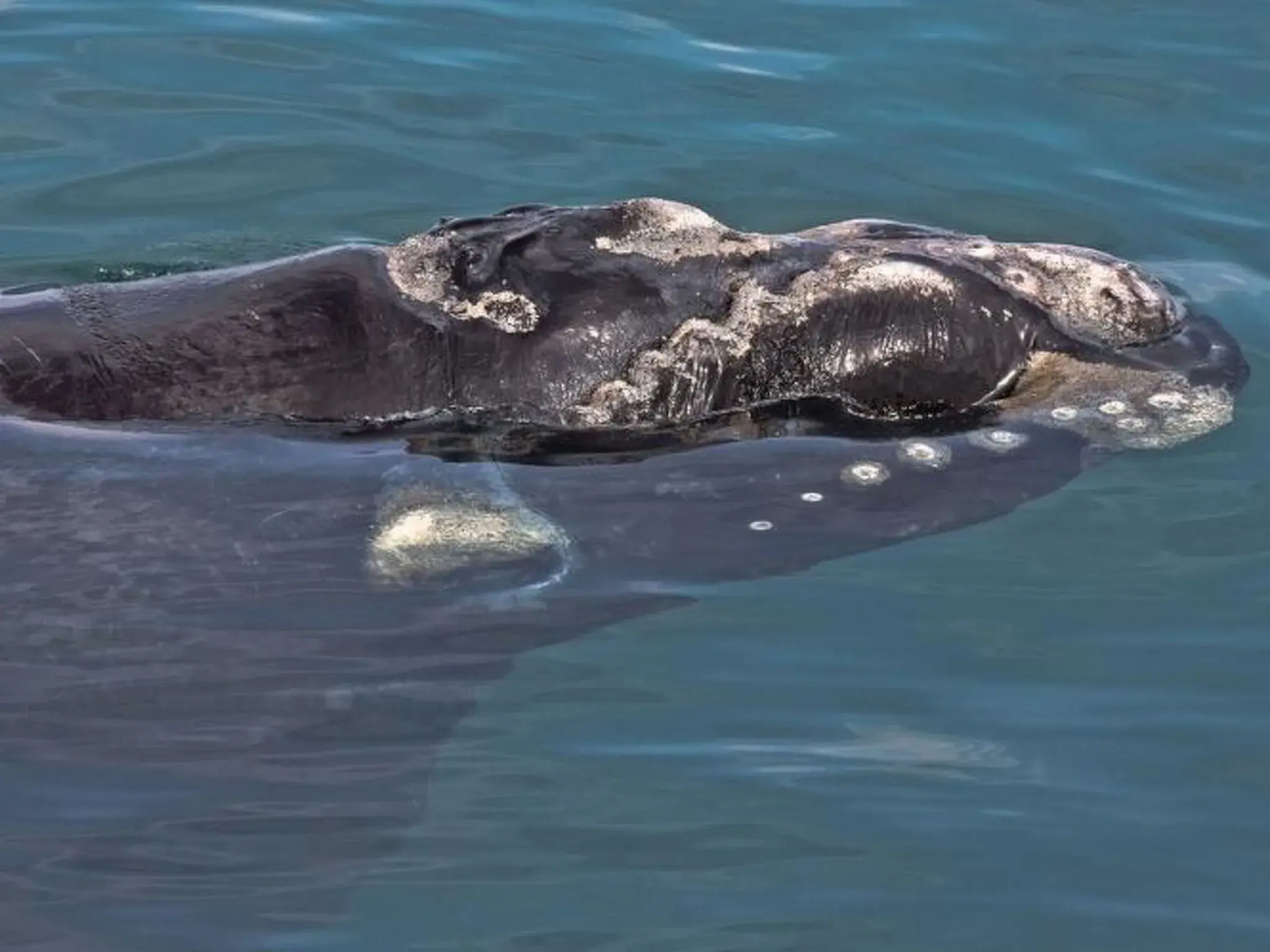 Royal Whale Watching