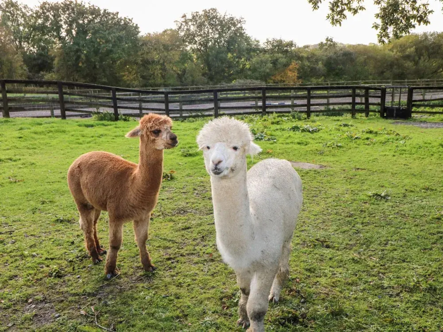 Saddlers Cottage, Berllandeg Farm