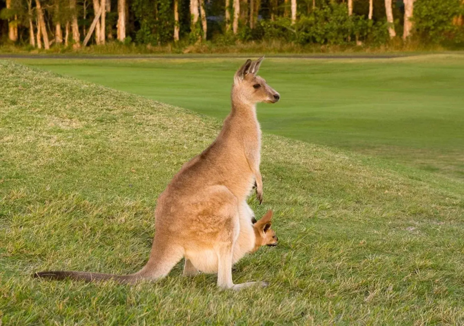 The Sebel Twin Waters