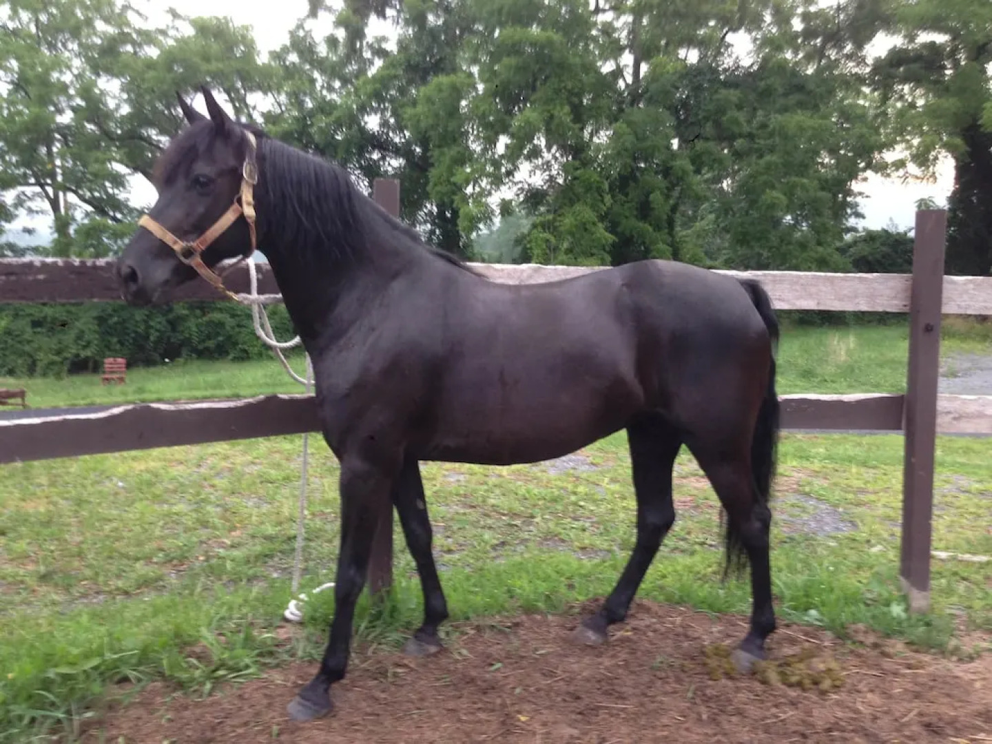 The Dragonfly Bed and Breakfast