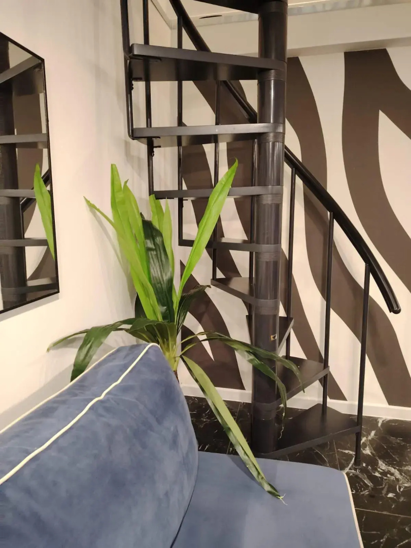 Зебра