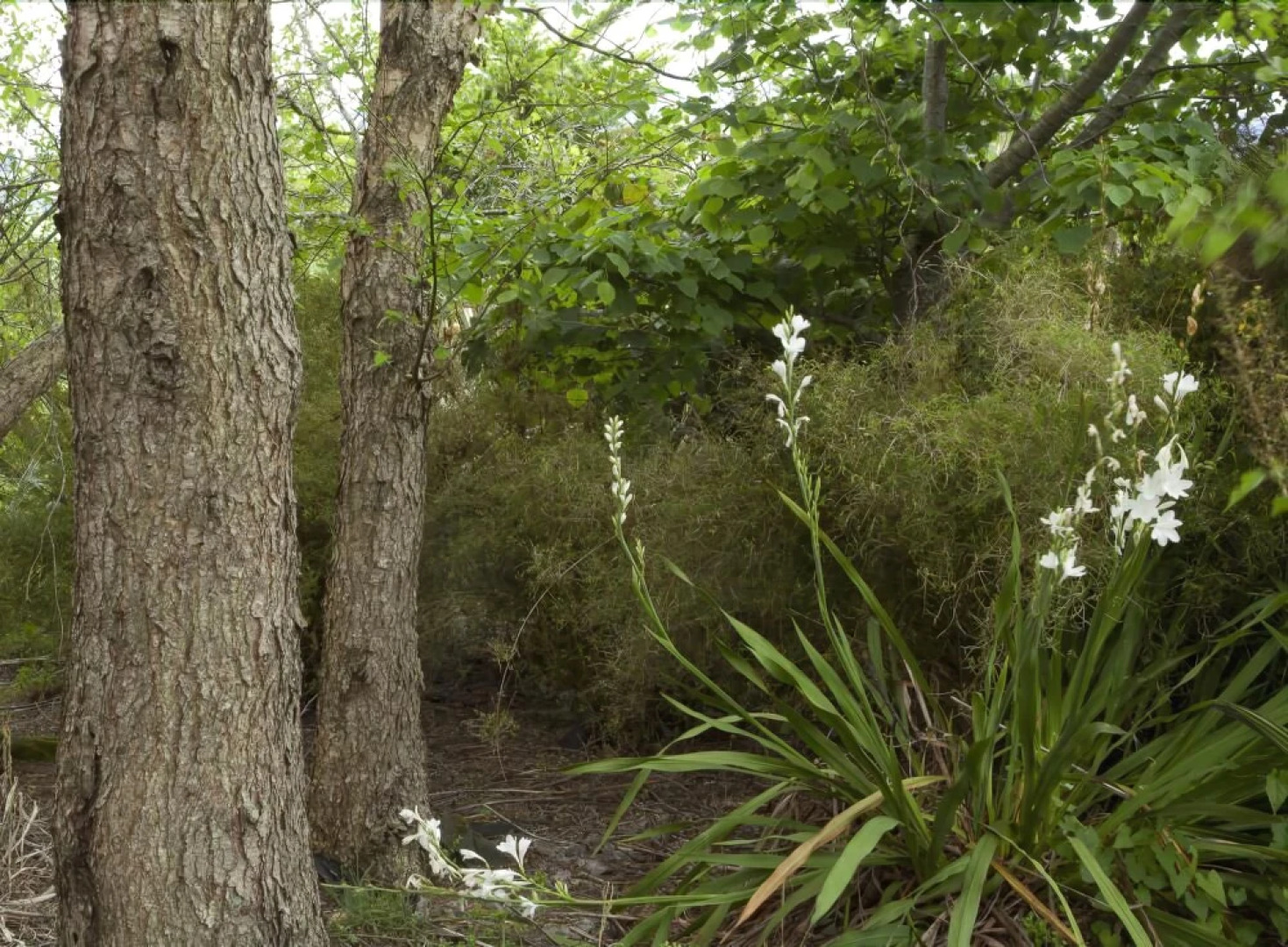 Highgate Bed and Breakfast & Garden