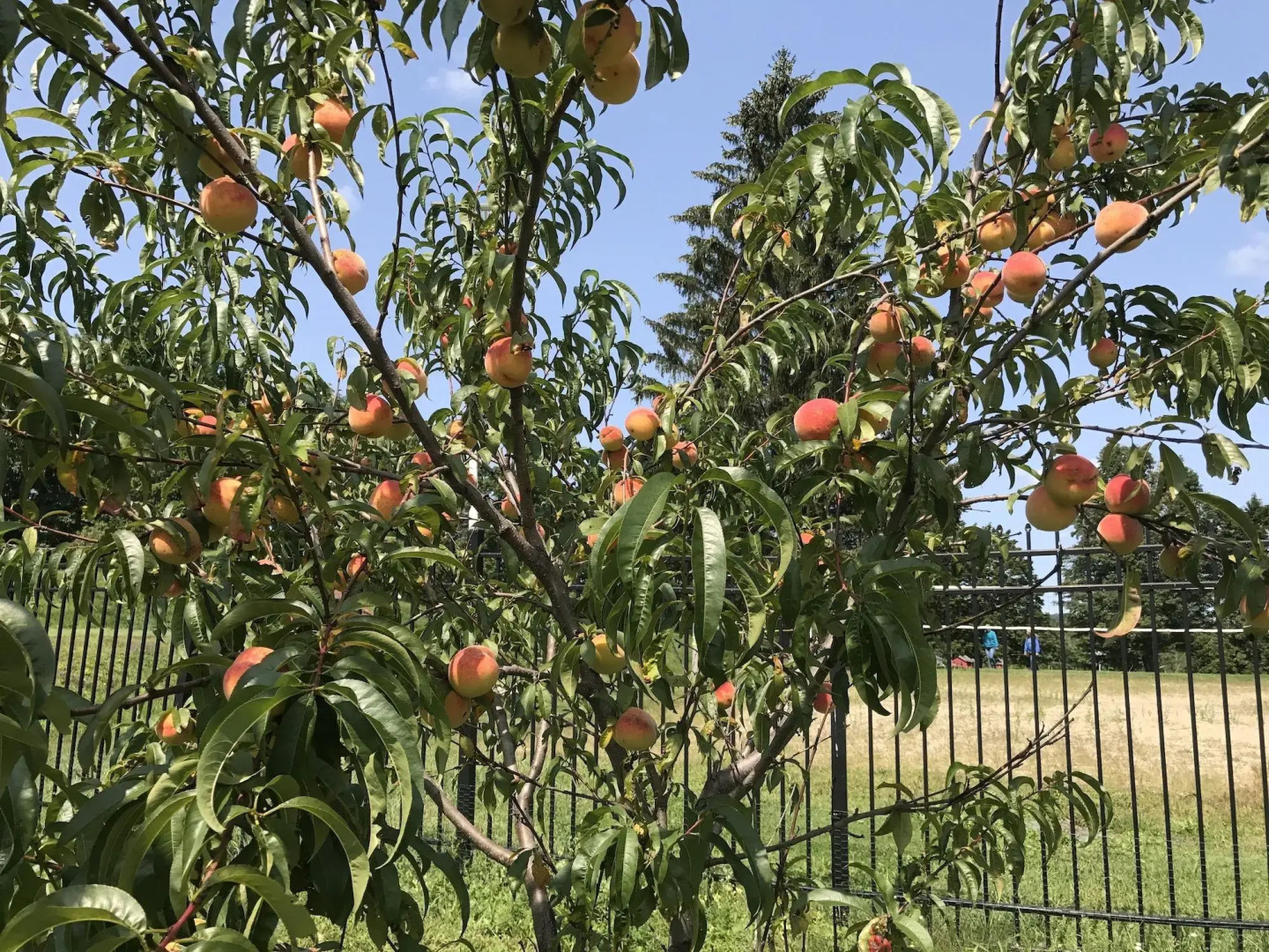 Eastover Estate & Eco-Village