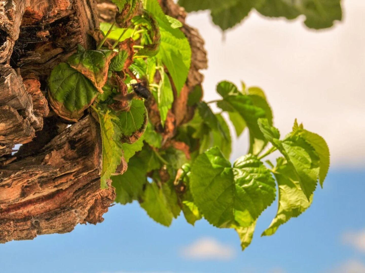 Semi-detached Holiday Home on an Estate With a Swimming Pool